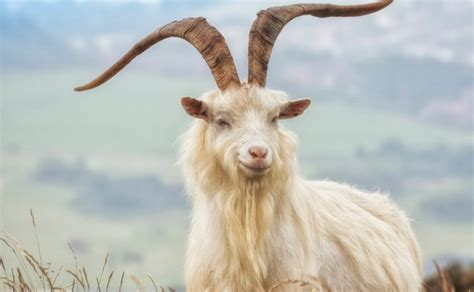 Understanding Hexi Cashmere Goat Characteristics.